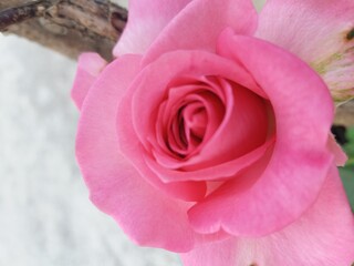 pink rose in garden