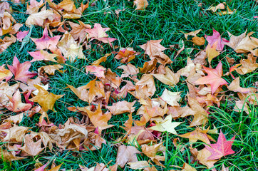 Yellow and red dry fallen leaves on the grass