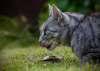 Hauskatze tötet Vogel