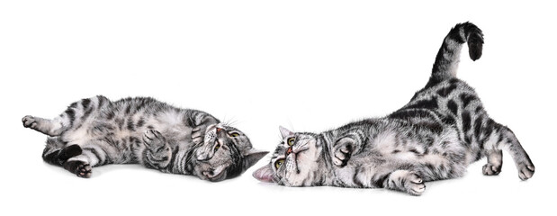 cat  isolated a white background