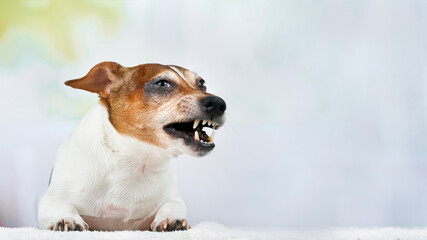 funny brown white dog lies with open mouth posing by wall
