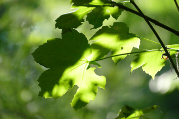 Fototapeta na wymiar Laub im Wald im Sonnenlicht