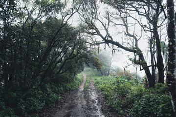 Trees and green forest entrances in the rainy season