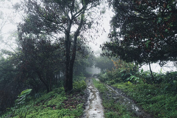 Trees and green forest entrances in the rainy season