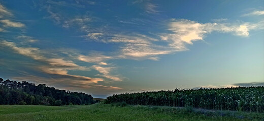 sunset over the field