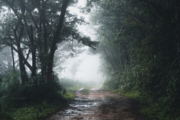 Obraz premium Trees and green forest entrances in the rainy season
