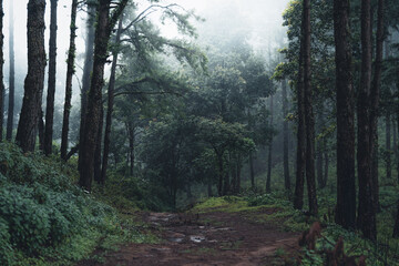 Trees and green forest entrances in the rainy season