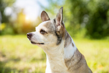 Chihuahua breed dog on nature on a sunny day.