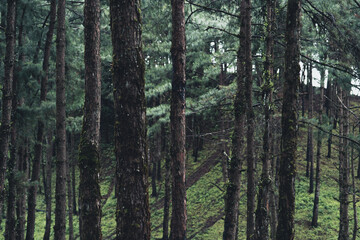 Fototapeta premium Trees and green forest entrances in the rainy season