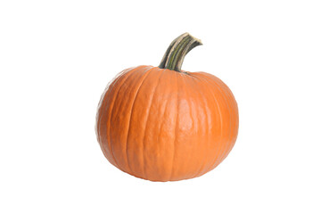 closeup isolated short fat pumpkin