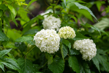 雨に濡れて咲くユリ