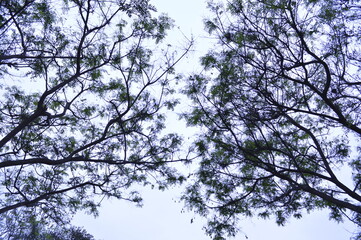 Forest in the sky