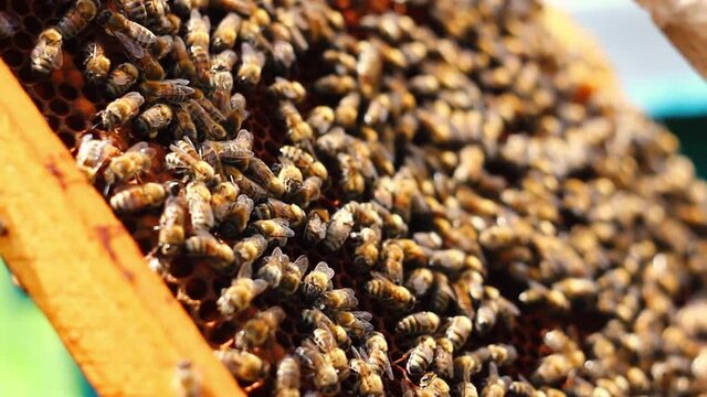 Honey bees crawl across a wooden frame, working to create abundant hexagonal honeycomb in a private apiary on sunny summer days. Beekeeping concept. Close-up.