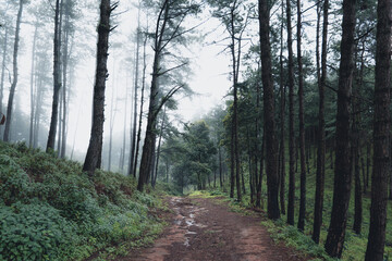 Fototapeta premium Trees and green forest entrances in the rainy season