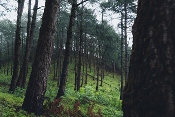Trees and green forest entrances in the rainy season