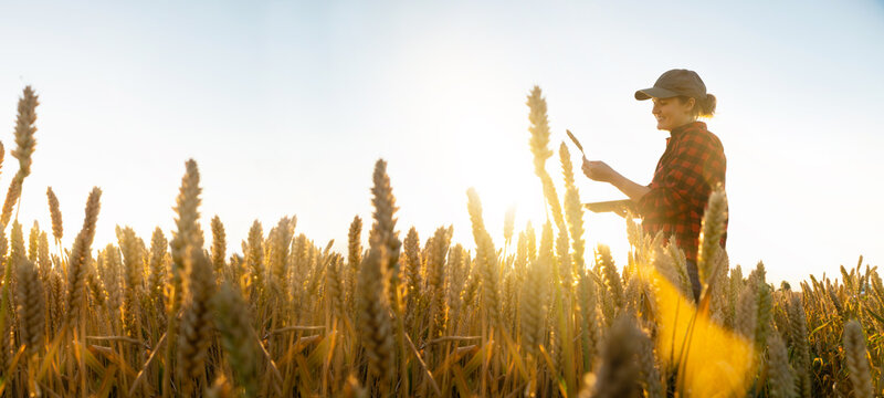 A woman farmer with a digital tablet stands in a agricultural field at sunset and looks at an ear of wheat.	