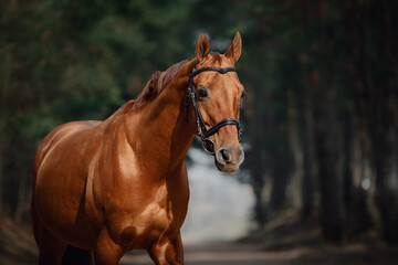 portrait of stunning chestnut showjumping budyonny stallion sport horse in bridle standing on road in forest in daytime
