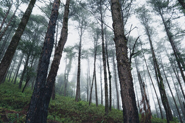 Trees and green forest entrances in the rainy season