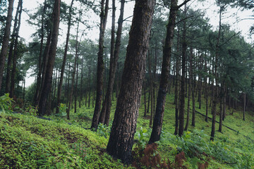 Obraz premium Trees and green forest entrances in the rainy season