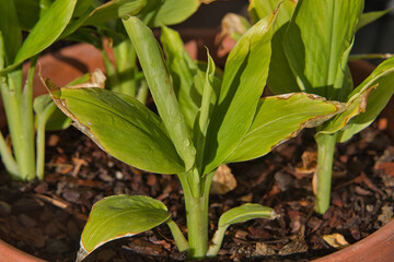 Kurkuma pflanzen, Gelber Ingwer, Safranwurzel