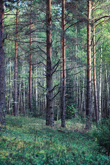 Fototapeta premium Bright spring greens at dawn in the forest. Nature comes to life in early spring.