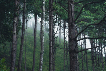 Trees and green forest entrances in the rainy season