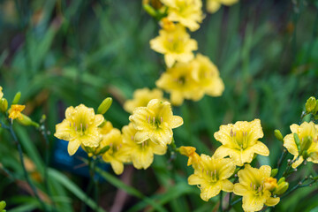 雨に咲く黄色のユリ