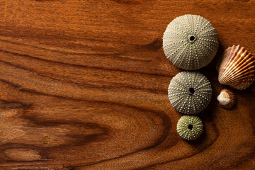 Violet Sea Urchin (Echinoderm) with Seashells on a Dark Wooden Background