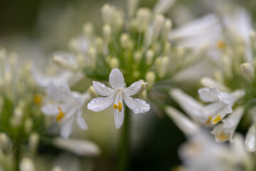 Fototapeta na wymiar 雨に咲く白いアガパンサス