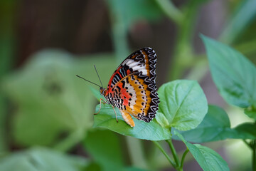 Fototapeta na wymiar Beautiful butterflies on the leaves in the garden.