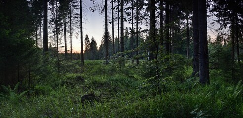 In wood after sunset in german Ore mountains near Reitzenhain on 30th june 2020