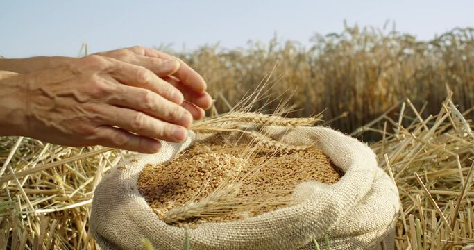 Against the background of a wheat field, a farmer's hands take a handful of wheat grains from a jute bag.The farmer checks the quality of the grain. Slow motion