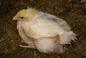 Broiler chicks on an eco farm in the countryside.