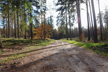 Las Łężyce woj. pomorskie