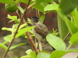 Bulbul bird on a branch