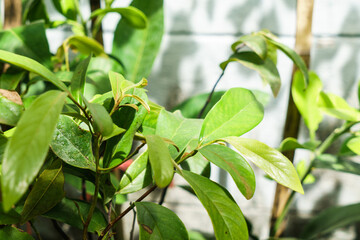 The leaves of the Gold apple tree (Diospyros decandra)