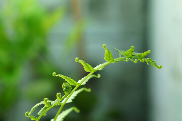 The leaves of a vegetable fern with a grasshopper perched