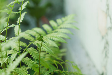 Young shoots of vegetable fern leaves © Puripatch