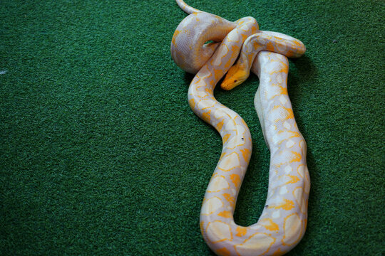 close up of a snake