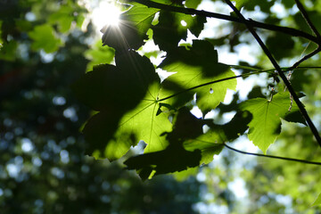 Laub im Wald und Sonnenlicht
