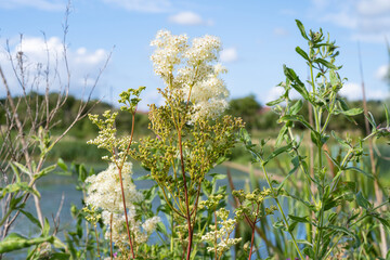 A closeup picture of white wildflowers. Blue sky with puffy white clouds. Picture from Scania, southern Sweden