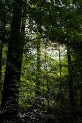 sunlight in the forest