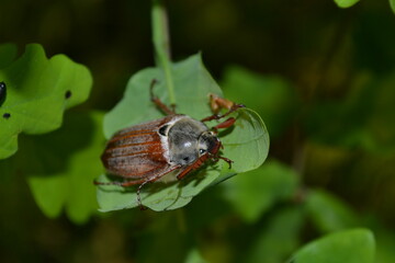 bug on a leaf