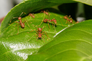 macro red ant on green leaf in nature at thailand