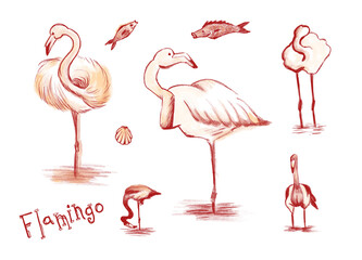 Flamingo set, hand drawn in different poses with red watercolor pencil