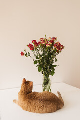 Pretty red cat looking at red roses bouquet in vase against white wall