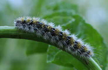 Butterfly caterpillar in dew on a blade of grass on a summer morning