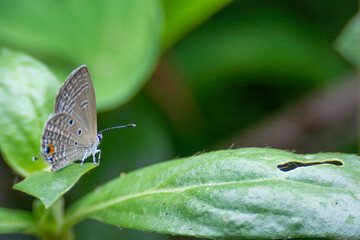 Fototapeta na wymiar A small butterfly on a green background