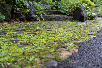 苔のある石段