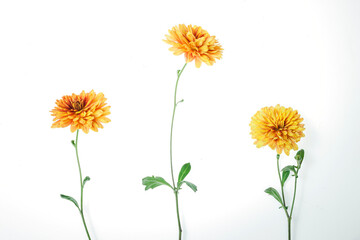 Flowers composition from chrysanthemum flowers